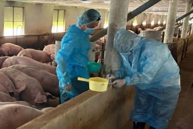 Hộ chăn nuôi sốc vì vụ 10.000 tấn heo “bẩn”, vạch chiêu thúc heo tăng 30kg/tháng