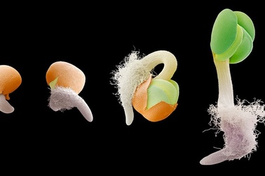 Thực vật cũng có bộ não?