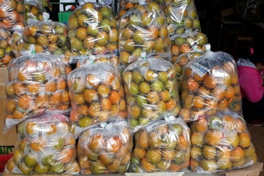 Hồng Đà Lạt ế ẩm vì bị hồng Trung Quốc lấn át