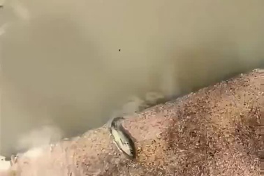 Cá liên tục nhảy lên bờ khi được con người giải cứu