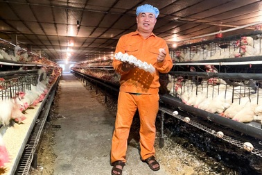 Trứng gà cà gai leo, sản phẩm độc đáo của nông dân Chương Mỹ