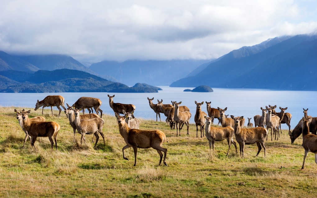 Sữa hươu Pamu từ New Zealand đã có mặt tại Việt Nam - 1