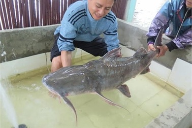 Bữa tiệc "thủy quái" sông Đà trăm triệu của đại gia Hà Nội