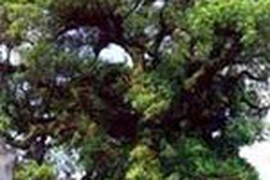 Chuyện về cây dã hương hơn 1.000 tuổi