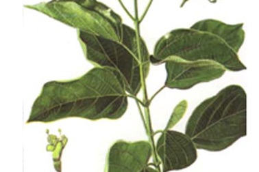 Ba thảo dược tạo thế “kiềng 3 chân” bảo vệ gan