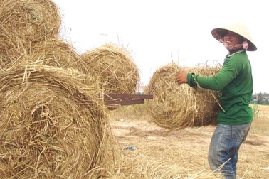 Rơm “đắt xắt ra miếng”, nông dân thu tiền triệu mỗi ngày