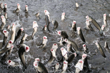 Cần Thơ: Resort “hất cẳng” những đàn cá lóc... bay