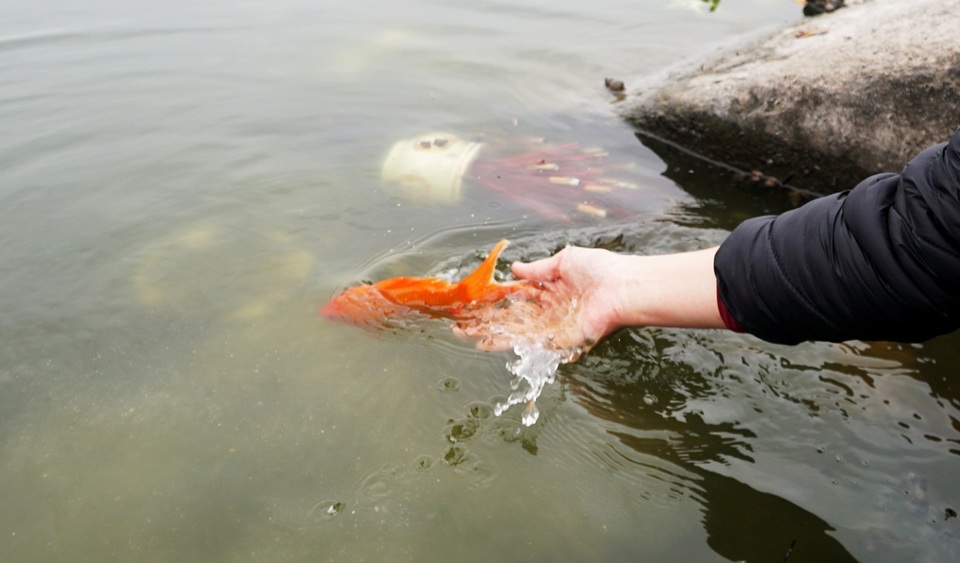 Chưa kịp chầu trời, cá vàng phóng sinh đã thảm hại dưới tay cần thủ - 13