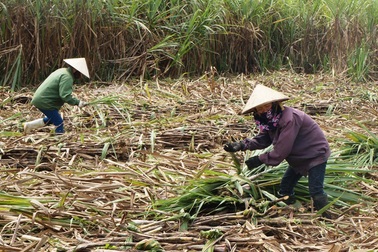 Người dân “kêu trời” vì mía "trổ cờ" trắng đồng tại Nghệ An!