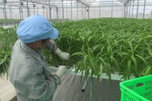 Hiện tượng hai luống rau, một luống để ăn, một luống để bán đã ít đi