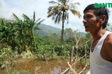 Người dân điêu đứng vì vườn cây ăn quả lâu năm thiệt hại do bão số 9