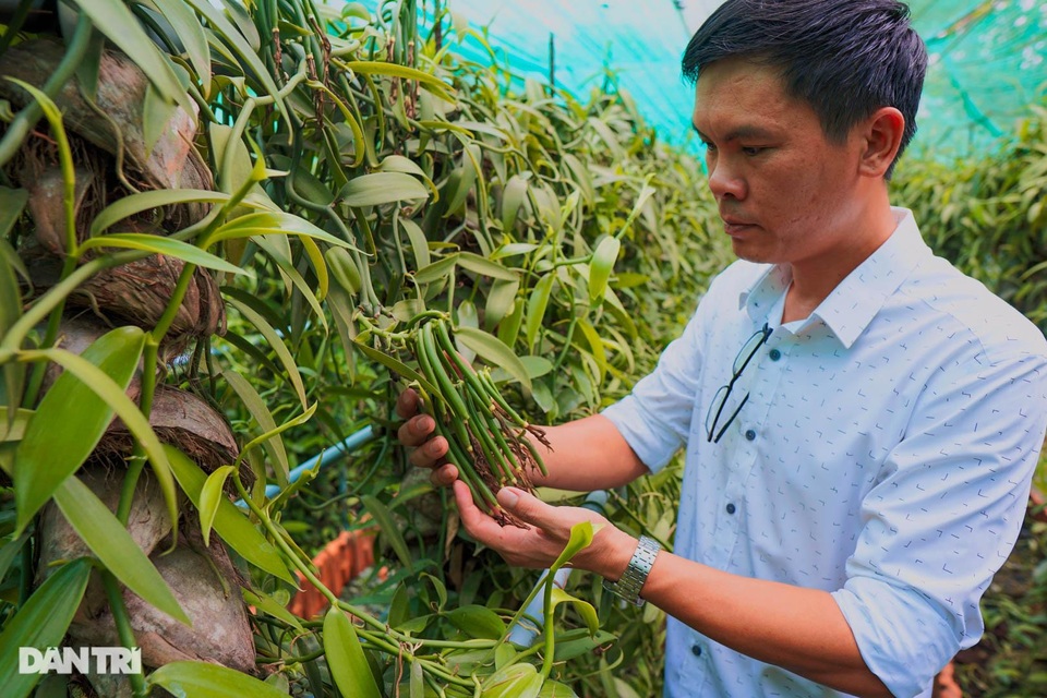 Người nông dân Bình Dương thuần hóa cây lạ cho loại quả 20 triệu đồng/kg - 5 Người nông dân Bình Dương thuần hóa cây lạ cho loại quả 20 triệu đồng/kg - 5