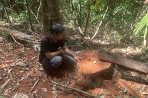 La liệt cây đại thụ bị “xẻ thịt” giữa rừng xanh, kiểm lâm không hề hay biết