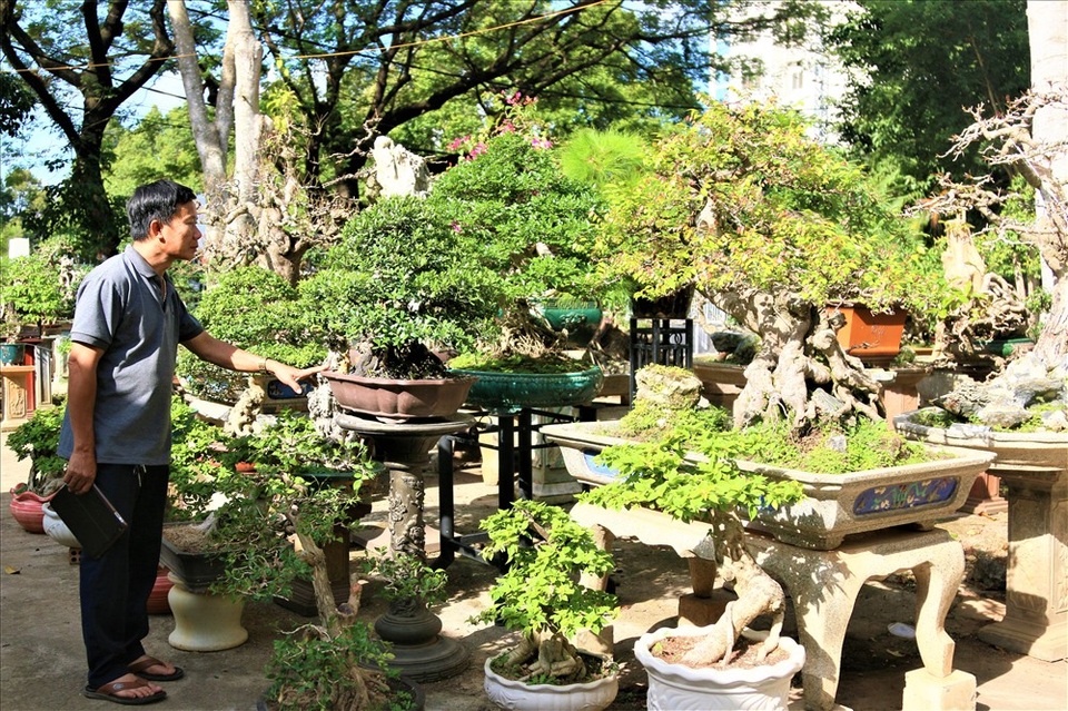 Cây khế 19 thân cực kỳ hiếm, khách trả hơn 300 triệu đồng vẫn chưa bán - 1 Cây khế 19 thân cực kỳ hiếm, khách trả hơn 300 triệu đồng vẫn chưa bán - 1