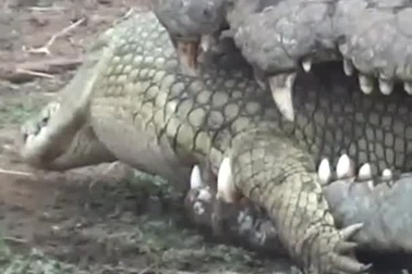 "Lạnh gáy" chứng kiến cá sấu ăn thịt, nuốt chửng đồng loại trong giây lát