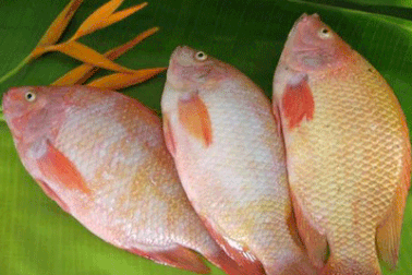 Không phát hiện cá nuôi nhiễm chất cấm