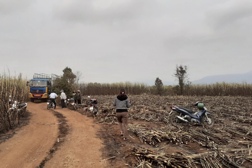 Gia-Lai_mia-chay-cua-nguoi-dan_Chi-Anh.jpeg Gia-Lai_mia-chay-cua-nguoi-dan_Chi-Anh.jpeg