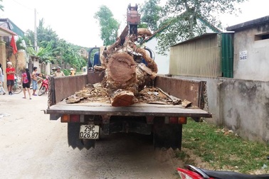 Liều lĩnh mang ô tô vào làng cẩu trộm cây mít