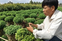 Mất mùa hoa Tết vì thuốc bảo vệ thực vật