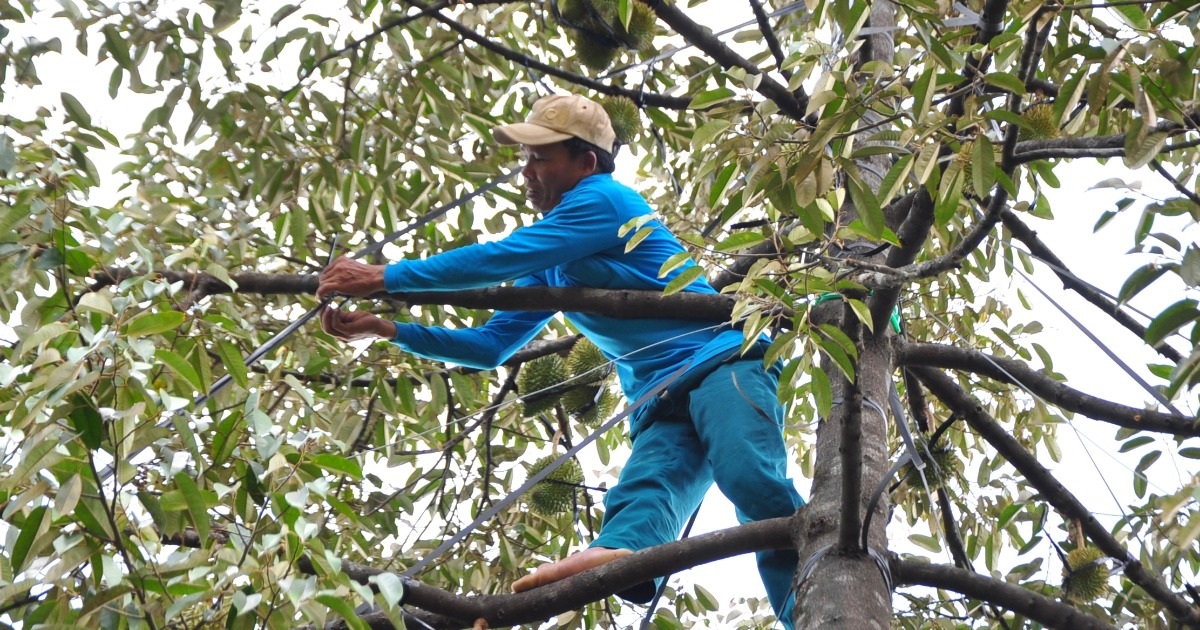 Một xã có hơn 300 tỷ phú nhờ trồng 