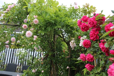 Chồng mất 8 năm, mẹ nói lời cay nghiệt khi tôi xin tái giá