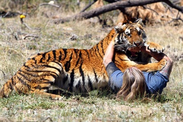 Cú thoát chết ngoạn mục khỏi sự tấn công của hổ của du khách ở Nepal