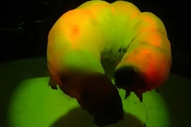 Tằm lượng tử nhà ra sợi tơ phát sáng