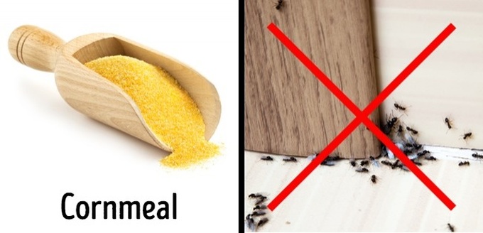 3 cách an toàn để xóa sổ côn trùng tại nhà - 1