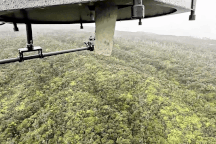 Thả hàng triệu con muỗi từ trên cao xuống rừng, cứu chim quý hiếm biến mất