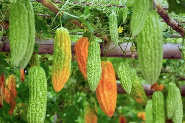 Mướp đắng - siêu thực phẩm giá rẻ của người Việt