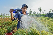 Thủ phủ hoa lớn nhất miền Tây vào vụ Tết