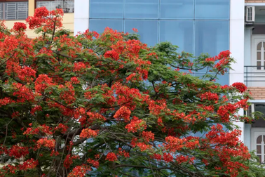 Hà Nội vào mùa hoa phượng vĩ nở đỏ rực rỡ