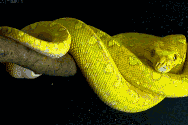 "Cơn ác mộng dữ dội” khi tới đảo toàn rắn cực độc nhất thế giới