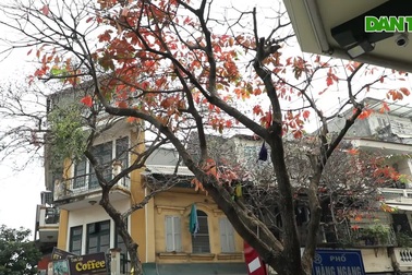 Phố cổ Hà Nội chuyển sắc trong mùa cây lá đỏ ở Hà Nội