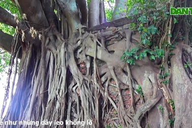 Bộ rễ khủng của cây đa ôm trọn ngôi miếu thiêng ở Quảng Nam