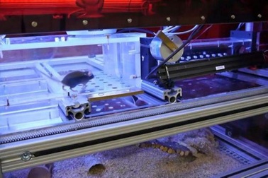 Chuột thí nghiệm được sống trong “ngôi nhà thông minh”