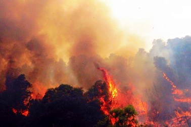 Rừng thông nhiều năm tuổi bị "giặc lửa" thiêu cháy