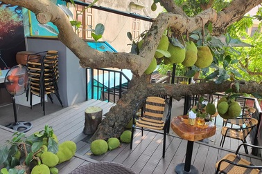 Dân mạng thích thú với quán cà phê cây mít, quả sai trĩu từ gốc đến ngọn