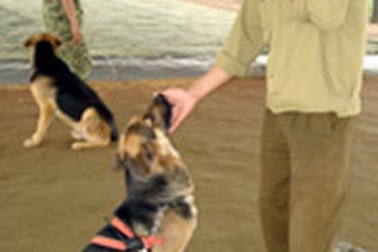 Những chiến công của chó nghiệp vụ ở Việt Nam