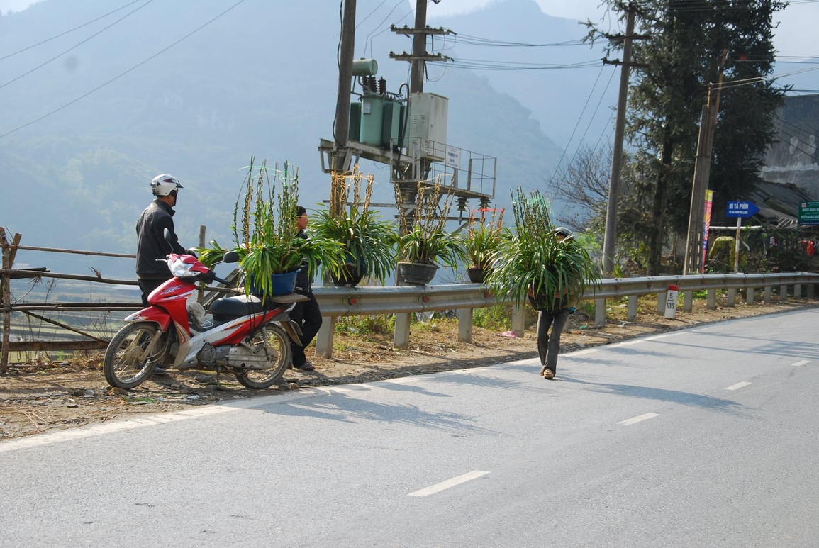 Sơ tán hàng nghìn chậu hoa quý ở Sa Pa xuống núi tránh rét hại - 7 Sơ tán hàng nghìn chậu hoa quý ở Sa Pa xuống núi tránh rét hại - 7