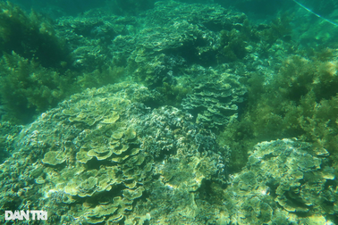 Phục hồi 4ha rạn san hô tại vịnh biển Quy Nhơn