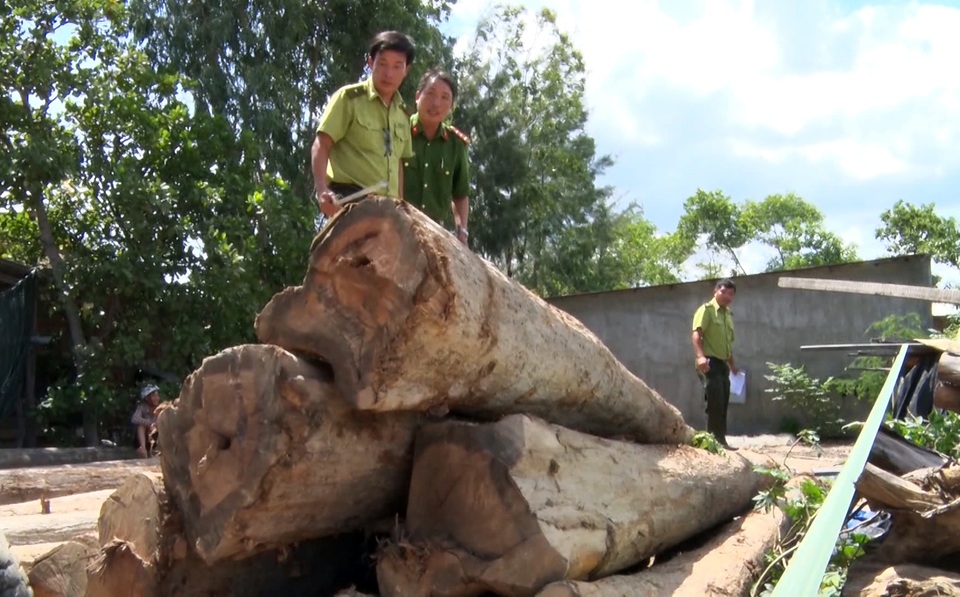 Thêm thủ đoạn phá rừng tại Phú Yên: Dùng cả đàn trâu kéo gỗ đi tiêu thụ! - 4 Thêm thủ đoạn phá rừng tại Phú Yên: Dùng cả đàn trâu kéo gỗ đi tiêu thụ! - 4