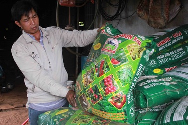 Tá hoả khi gần 1.000 trụ tiêu cháy lá, rụng quả sau khi bón phân