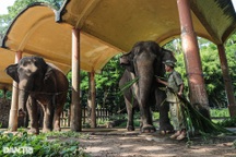 Phương án giảm gánh nặng thuê đất cho Thảo Cầm Viên Sài Gòn