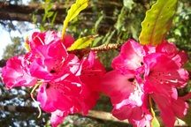 Phát hiện thêm 2 loài hoa Đỗ Quyên trong Vườn quốc gia Hoàng Liên