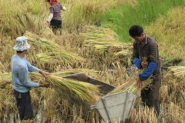 10% gạo trên thị trường Trung Quốc bị nhiễm độc 