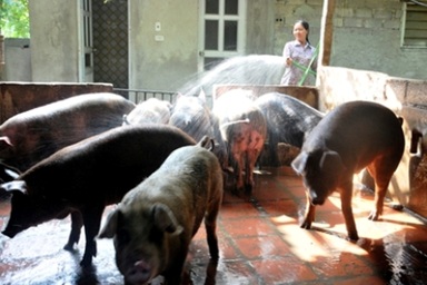 Ninh Bình tạm thời khống chế được dịch tả lợn châu Phi