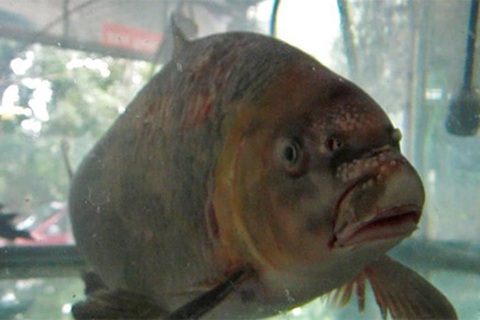 Cá "tiến vua" vượt 1.200km ra Hà Nội làm quà Tết