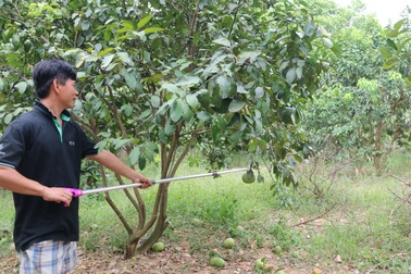 Chịu thất thu hàng trăm triệu đồng để “giữ sức” cho bưởi đặc sản