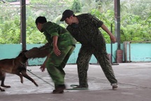 Cận cảnh quá trình huấn luyện chó thành “dũng sĩ”